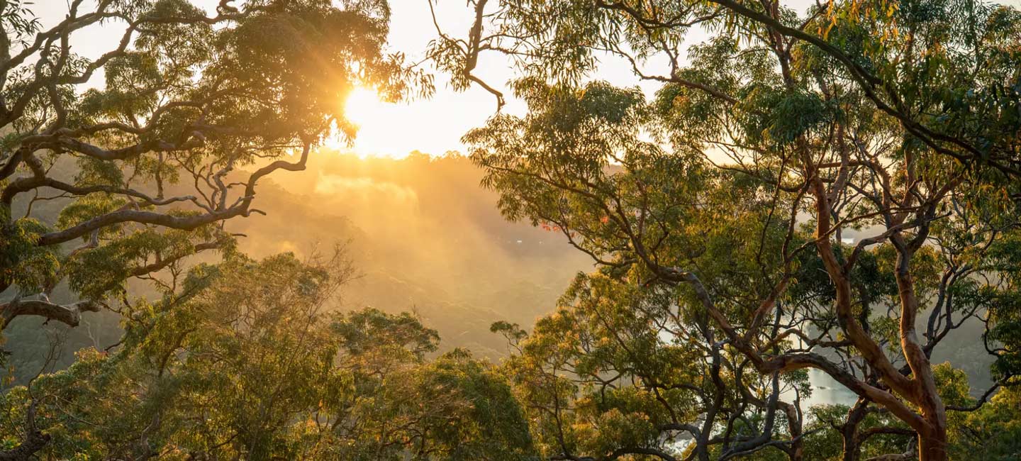 A close-up view of the sun setting through the lush, dense canopy of forest trees in the Australian bush in New South Wales.