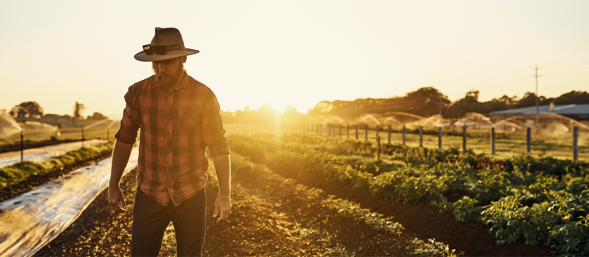 A farmer in a tartan shirt, jeans and an  Akubra hat, walking amongst a field of his produce, the sprinklers on in the background. The sun is setting in the distance, illuminating the scene in warm orange light.